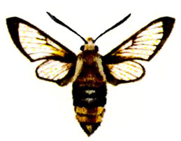   (. tityus L.)