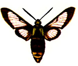   (. fuciformis L.)