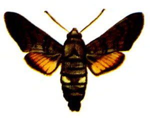   (. stellatarum L.)