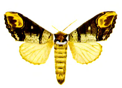   (Ph. bucephala L.)