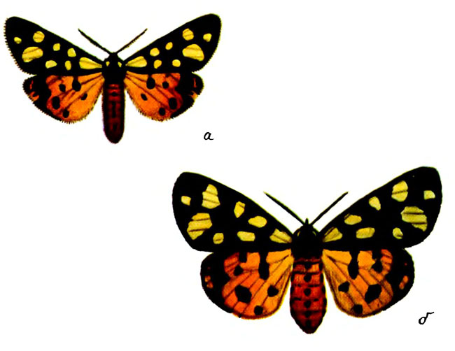   (A. villica L.)