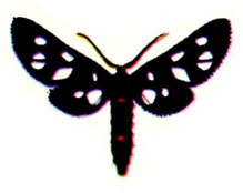   (S. nigricornis Alph.)