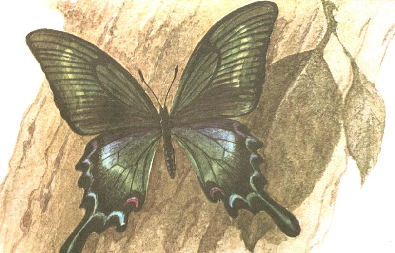   (Papilio maackii Men)