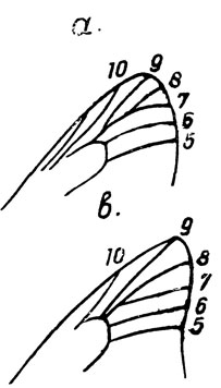 . 2.      : a - Luehdorfia, b - Papilio