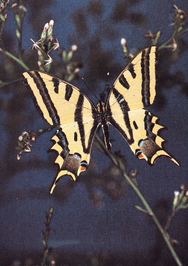  (Papilio alexanor orientalis Rom.)