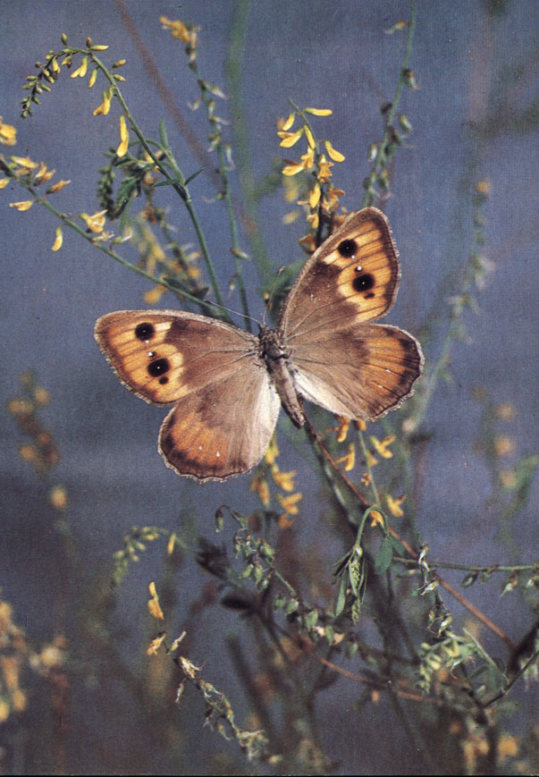   (Pseudochazara alpina Stgr.)