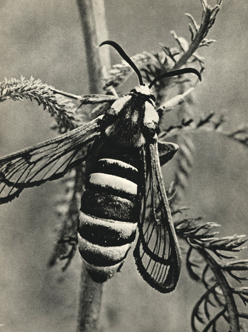 . 4.    (Aegeria apiformis)