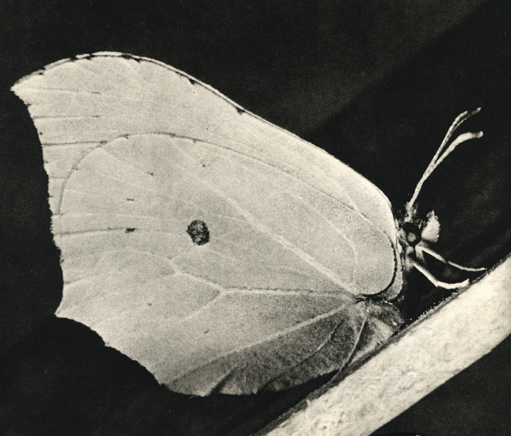 . 58.    (Pieridae)