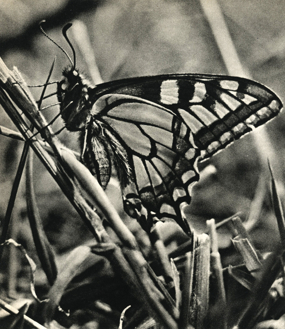 . 65.  (Papilio machaon)