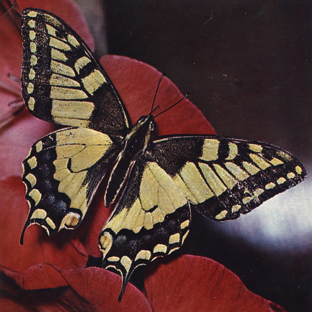 . VIII.  (Papilio machaon)