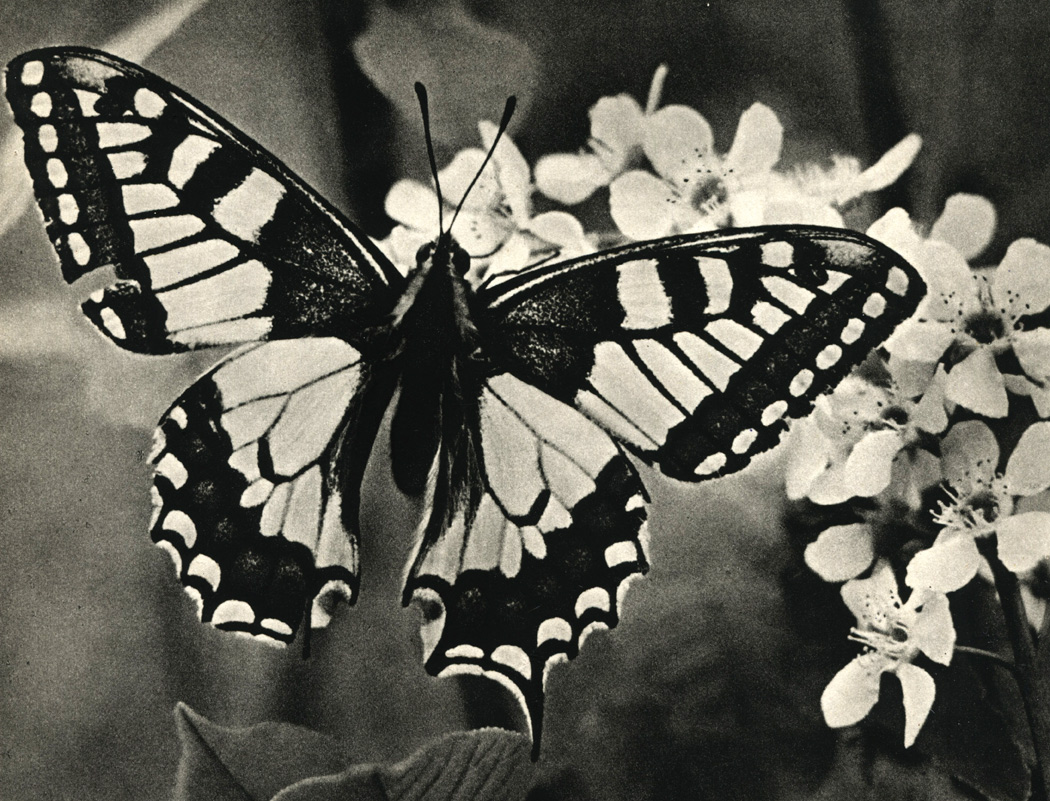 . 66.  (Papilio machaon)