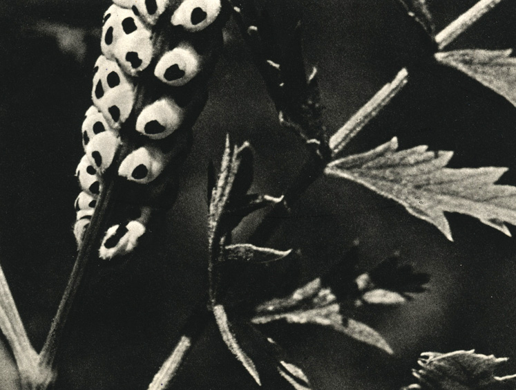 . 67.  (Papilio machaon). 