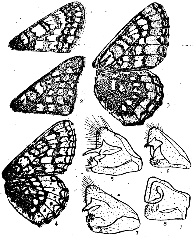 . 4.   Euphydryas. 1 - E. iduna (. .); 2 - E. maturna (. .); 3 - E. intermedia (. .); 4 - E. aurinia (. .); 5 - E. maturna,  ,  ; 6 - E. iduna,  ; 7 - E. intermedia,  ; 8 - E. aurinia,  