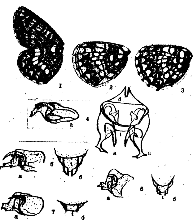 . 6.   Melitaea. 1 - M. buitomartis (. .); 2 - M. athalia (. .); 3 - M. diamina (. .); 4 - M. diamina,  ,  - ,  -  ,  ; 5 - M. athalia,  - ,  - tegumen (t); 6 - M. britomartis,  - ,  - tegumen; 7 - M. aurelia,  - ,  - tegumen