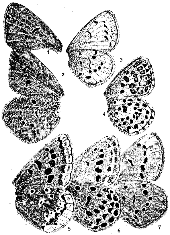 . 21.  (. .). 1 - Polyommatus coelestinus; 2 - P. semiargus; 3 - Celastrina argiolus; 4 - Scolitantides orion; 5 - Polyommatus aquilo; 6 - P. optilete; 7 - Cupido minimus