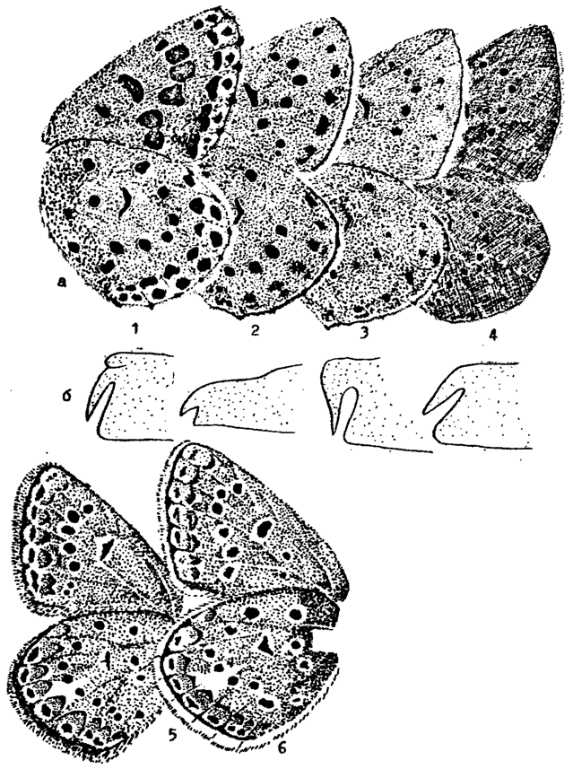 . 22. . 1 - Maculinea arion; 2 - M. alcon; 3 - M. telejus; 4 - M. nausithous;  - . ;  -   ; 5 - Polyommatus thersites; 6 - P. icarus