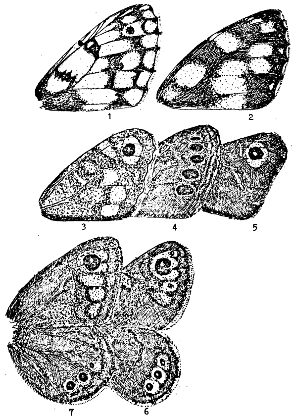 . 27. . . . 1 - Melanargia russiae; 2 - M. galathea; 3 - Pararge aegeria; 4 - P. achine; 5 - P. deidamia; 6 - Lasiommata petropolitana; 7 - L. maera