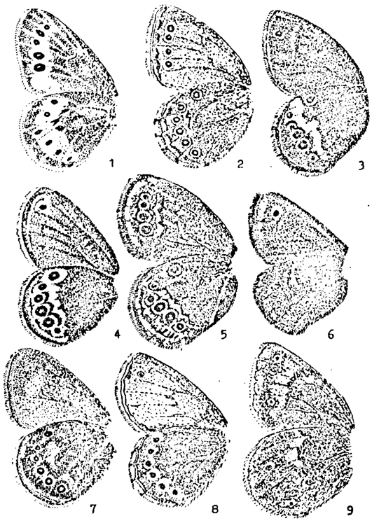 . 29. . 1 - Triphysa phryne ; 2 - Coenonympha amaryllis; 3 - C. arcania; 4 - C. hero; 5 - C. oedippus; 6 - C. pamohilus; 7 - C. amyntas; 8 - C. leander; 9 - C. tullis (. .)