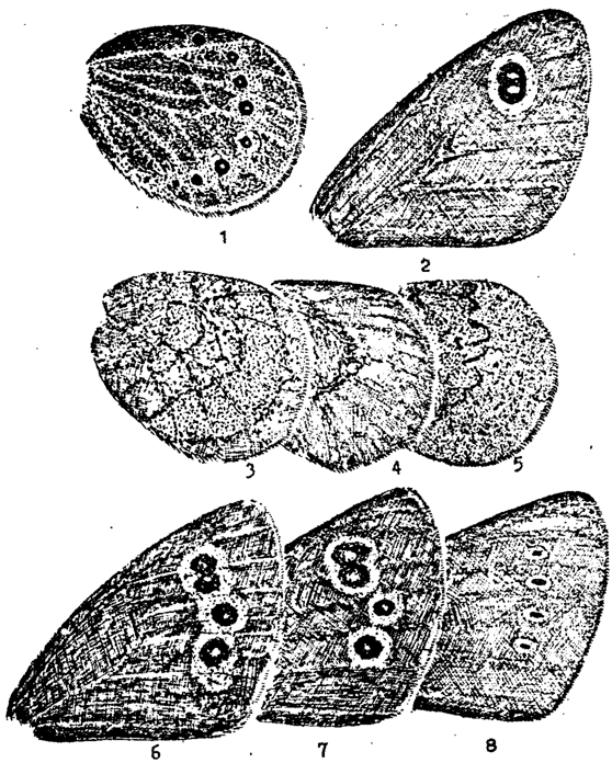 . 33. . 1 - Callerebia phegea, . ; 2 - Erebia cyclopius, . .; 3 - E. cyclopius, . .; 4 - E. edda, . ., 5 - E. pandrose, . ; 6 - E. disa, . .; 7 - E. embla, . ., 8 - E. dabanensis, . 