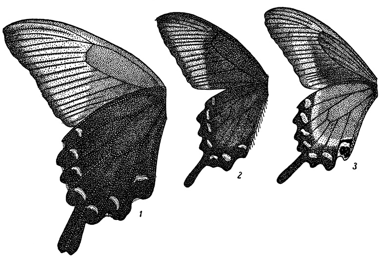 . 4.      . 1 - Papilio bianor dehani, - ; 2 - . b. paradoxa, . ; 3 - . maackii f. minima, -