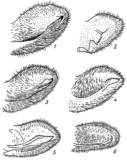 . 5.       Papilio. 1 - P. bianor; 2 - P. alcinous; 3 - P. maackii; 4 - P. xuthus; 5 - P. protenor; 6 - P. madlenlus