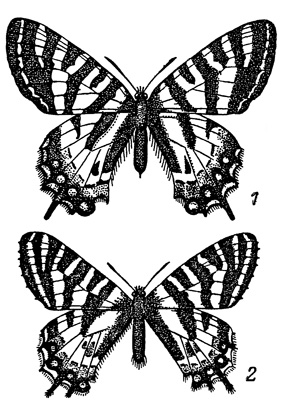 . 9. Luehdorfia puziloi japonica, .  (1)  L. puziloi,   (2). . 