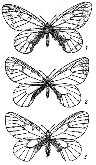 . 11.       Parnassius stubbendorfi. 1 - . stubbendorfi subsp?, ; 2 - P. s. amurensis, ; 3 - P. s. esaki, 