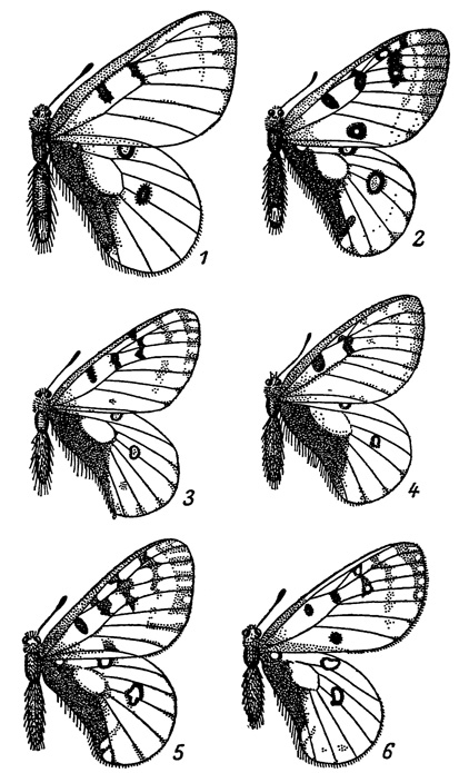 . 14.   Parnassius bremeri. 1 - . b. mangugaica; 2 - . b. conjuncta; 3 - . b. olgensis; 4 - . b. orotschonica; 5 - . b. aino; 6 - . b. graeseri