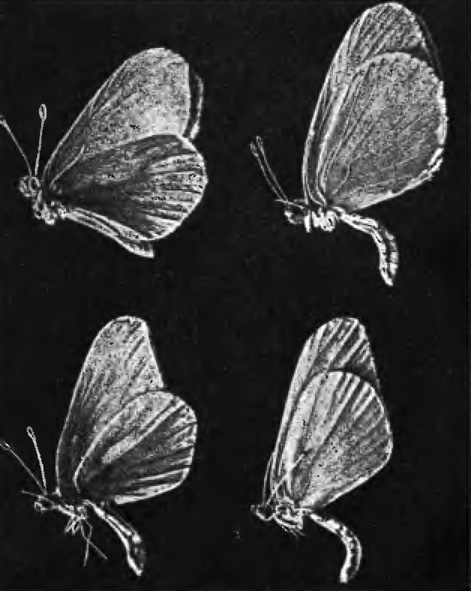 . 24.  (Leptidia morsei)    (L. amurensis)   .  - ;  - 