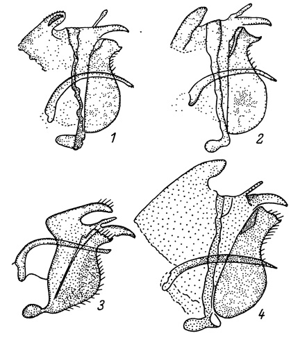 . 33.  . 1 - Colias chrysoiheme sibirica; 2 - . viluiensis, -  (,  .); 3 - . hyperborea; 4 - . aurora