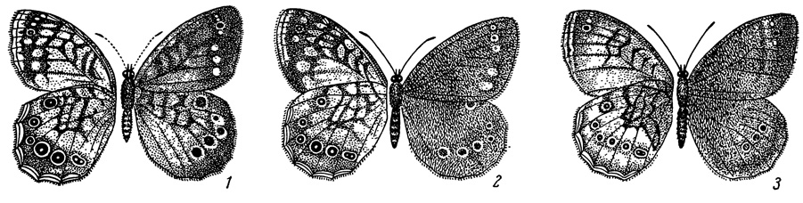 . 47.   Lethe epimenides. . . 1 - L. . ejpaminondas; 2 - L. . epimenides; 3 - L. . atratus