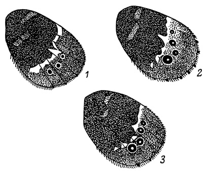 . 60.         Erebia ligea. 1 - . l. ajanensis; 2 - . l. sachalinensis; 3 - . l. senievi