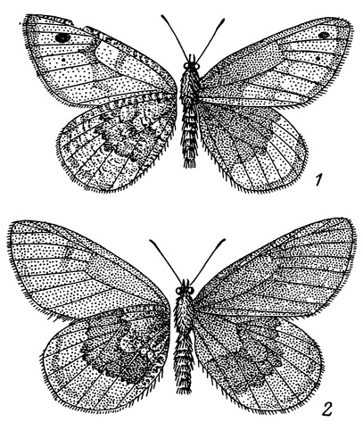 . 67. Oeneis solanikovi sp. n. (1)  . bore hangaica subsp. n. (2)