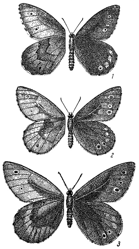 . 70. Oeneis futta sibirica subsp. n. (1),    .; . j. balderi (2),  .; . j. sachalinensis (3), . . .  11/2 