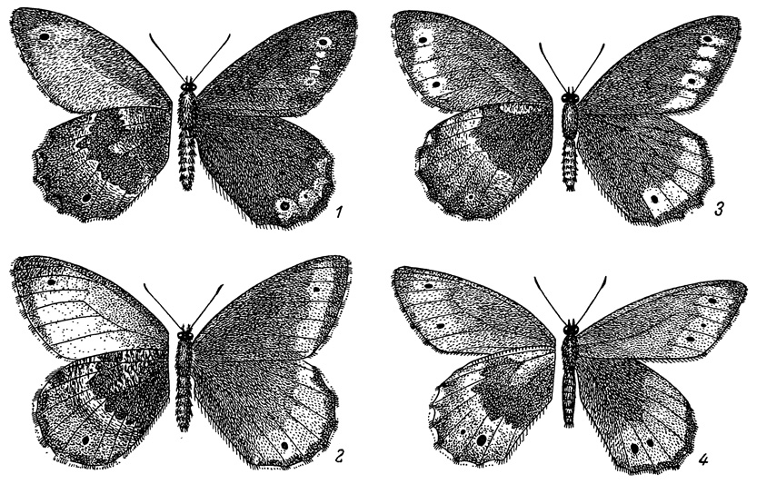 . 72.  Oeneis magna. .  11/2 . 1 - . m. magadanica subsp. n.; 2 - . m. kamtschatica subsp. n.; 3 - . m. transbaicalica subsp. n.; 4 - O. m. mortgolica subsp. n