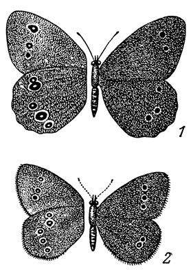 . 73. Aphanthopus hyperantus insularis (1)  A. h. ocellatus (2)