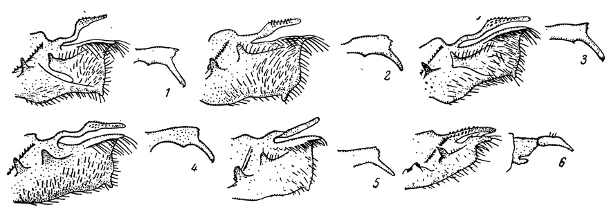 . 79.        Argynnis. 1 - A. niobe, . ; 2 - A. adippe (f. chrisodippe),   - ; 3 - A. adippe (f. pallescens), ; 4 - A. adippe (f. vorax), ; 5 - A. adippe (f. xanthodippe), . ; 6 - A. daphne, . 