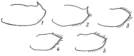 . 83.   . 1 - Apatura nycteis; 2 - A. schrenckii; 3 - A. ilia ussuriensis; 4 - A. substituta; 5 - A. iris amurensis