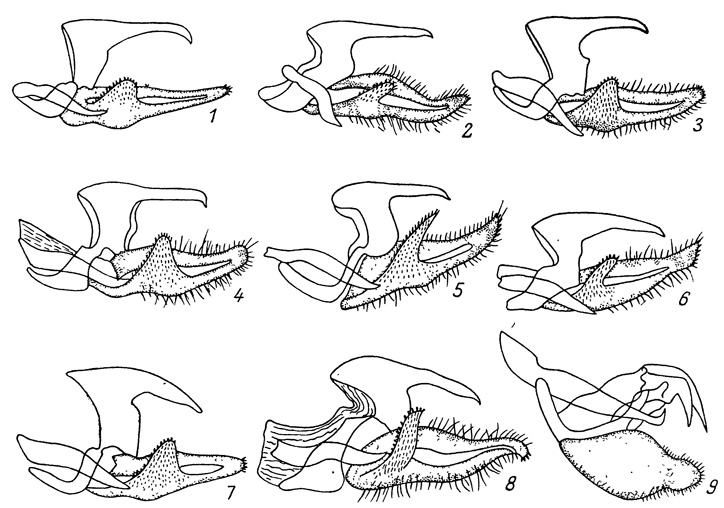. 88.       Limenitis  Seokia. 1 - L. amphissa; 2 - L. helmanni pryeri; 3 - L. doerriesi; 4 - L. homeyeri; 5 - L. moltrechti; 6 - L. sydyi lataefasciata; 7 - L. Camilla japonica; 8 - L. populi ussuriensis; 9 - Seokia (Eolimenitis) eximia