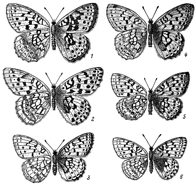 . 92.  Argynnis ino. .  11/2 . 1 - . i. amurensis, . ; 2 - . i. tigroides, ; 3 - . i. siopelus, ; 4 - . i. sibirica, . -; 5 - . i. borealis, ; 6 - A. i. magadanica subsp. n., 