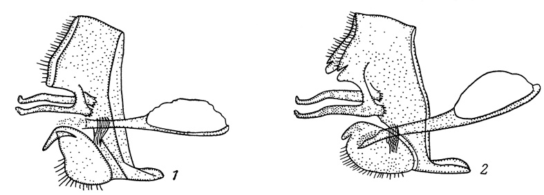 . 96.      Zephyrus. 1 - Z. smaragdinus; 2 - Z. brillantinus