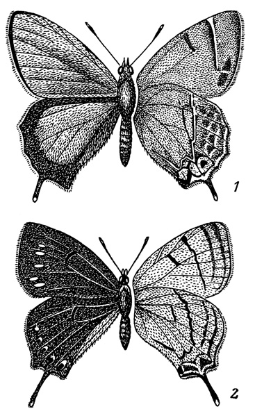 . 97. Zephyrus corruscans jankowskii (1)  Z. pugatshuki sp. n. (2)
