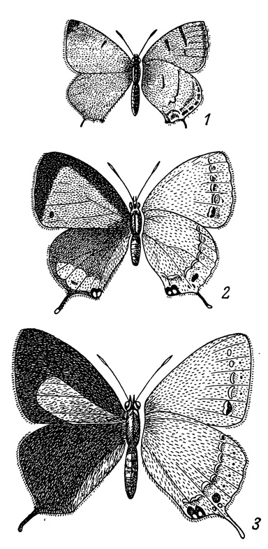 . 98. Zephyrus melpomene (1)  Z. michaelis (2), ; Z. michaelis (3), 