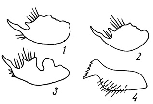 . 104.      Cyaniris. 1 - . argiolus levetti, ; 2 - . a. ladonides, ; 3 - . sachalinensis, ; 4 - . filipjevit 