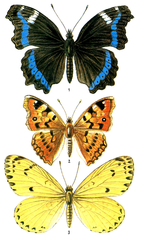 Реферат: Отряд Чешуекрылые, или бабочки