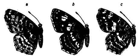 . 12.    Araschnia levana: a - levana ( ); b - prorsa ( ); c - porima
