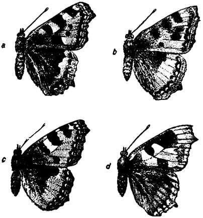. 13.    (Vanessa urticae): a - polaris, b - consentanea, c - ichnusa, d - ichnusoides