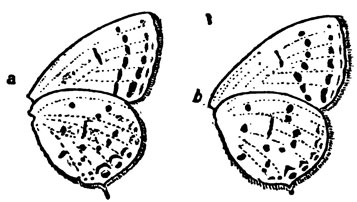 . 21.    Lycaena argiades (a)  L. coretas (b)