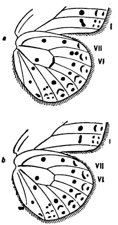 . 24.      Lycaena icarus (a)  L. thersites (b)