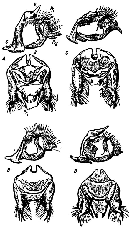 . 36.    Melitaea athalia (A), M. aurelia (B), M parthenie (C)  M. britomartis (D). S - '', u - '', Pr1  Pr2 -  ''.   (A-C)   (D)
